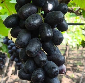 a bunch of grapes hanging from a vine