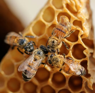 A small group of bees working on a golden honeycomb, showcasing their intricate wax crafting skill