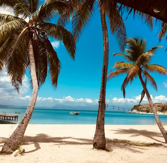 caribbean palm trees on beach