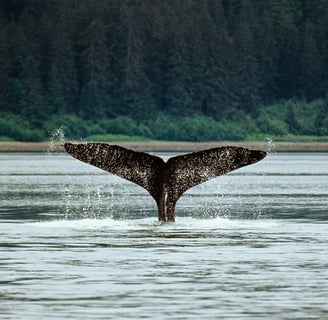 alask whale fin in ocean