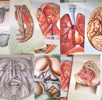ilustracao medica