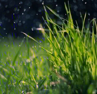 grama zoysia