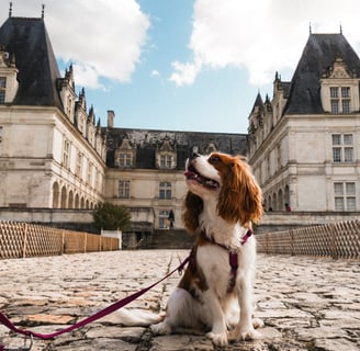 chien dans la Loire