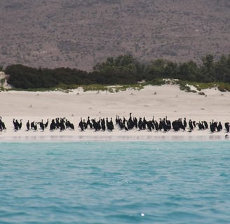 Socotra cormorant bird in shaop beach
