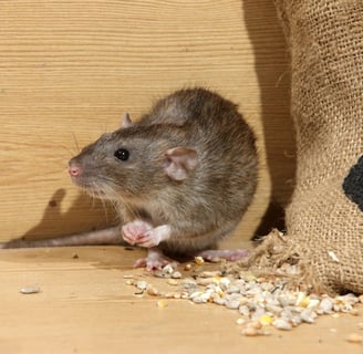 Rat_25/03/25