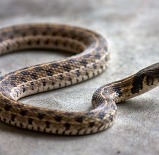 snake_25/03/25