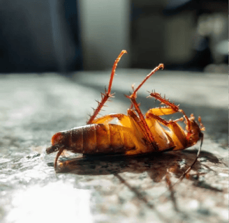 cockroach 3_24/03/25