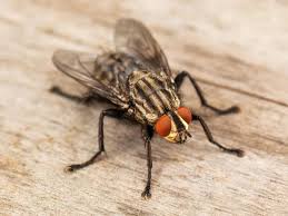 Fly_25/03/25
