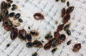 Bed bug_25/03/25