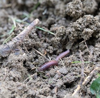 earthworm in dirt