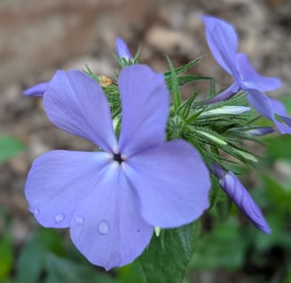 tall garden phlox purple flower