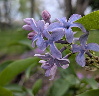 lilac bloom