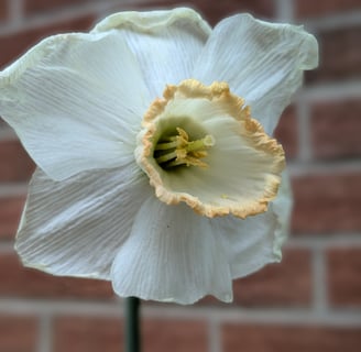daffodil bloom