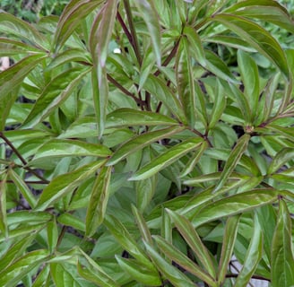 peony plant leaves