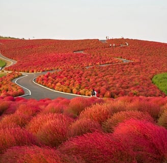 a winding road through a field of red flowers
