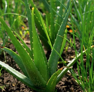 aloe vera