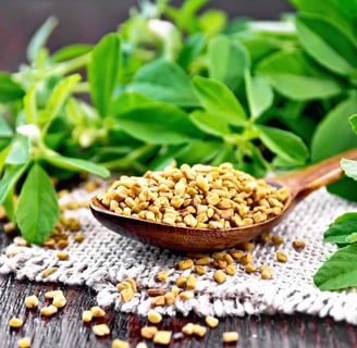 fenugreek seed