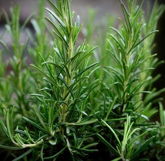 rosemary