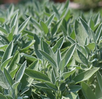 sage