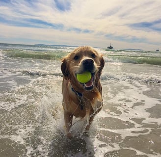 a dog is running through the water with a tennis ball in it