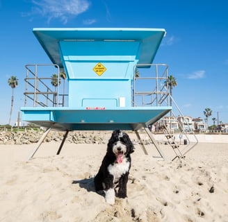 a dog sitting on a beach with a lifeguard tower