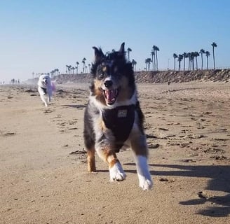 a dog is running on the beach