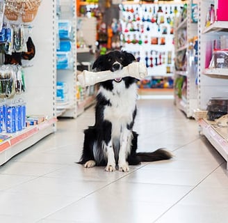 a dog sitting on a store shelf in a store