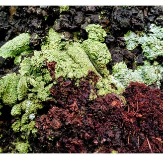 symbiotic relationship between algae and fungi