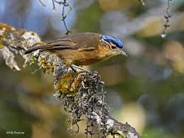 Blue-capped Ifrita