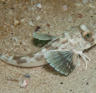 a fish fish with leg in the water