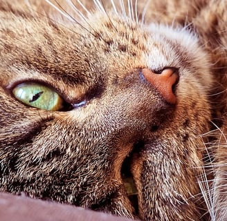 sleeping cat