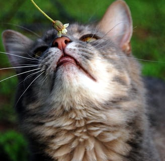 Sweety cat