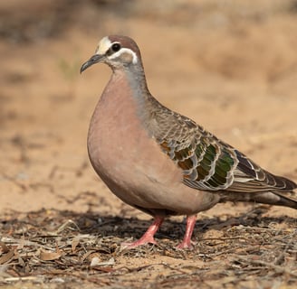 Bronzewing Pigeons