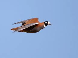 a bird in flight with a blue sky in the background