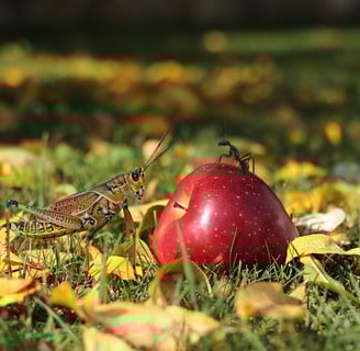 Grasshopper apple and ant