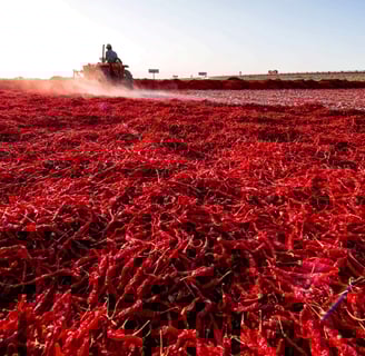 Chilli Mirchi Cold Storage