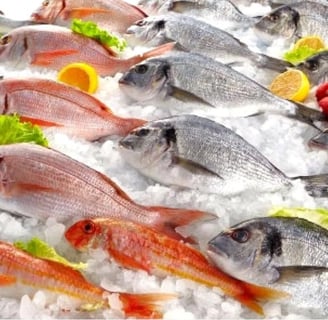 Sea Food - Fish Blast Freezer & Freezer Room
