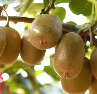 how can i ripen kiwi fruit