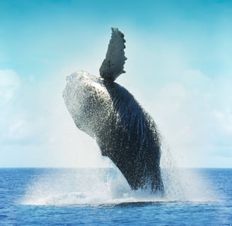 Avistamiento de Ballenas