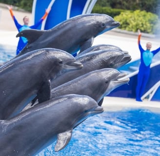 Sea World San Diego
