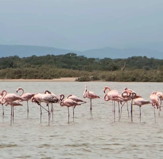 flamencos en el mar de playa camarones, la guajira
