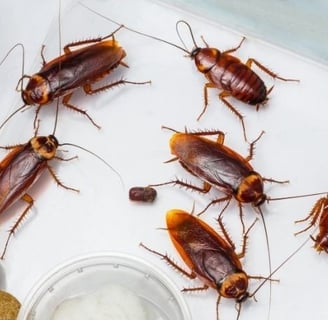 cucaracha de tipo Periplaneta americana