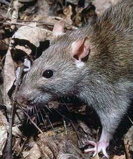 Ratas urbanas de tipo Rattus Rattus