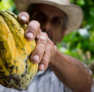 Produtor rural colhendo frutos de cacau