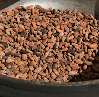 Grãos de cacau torrados