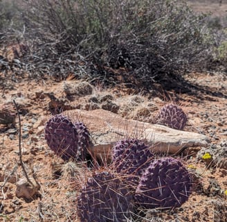 purple prickly pear, Hanksville, Ut, Hayduke Trail, backpacking