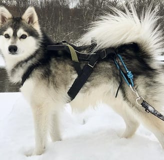 Alaskan Klee Kai