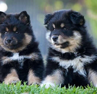 Finish Lapphund