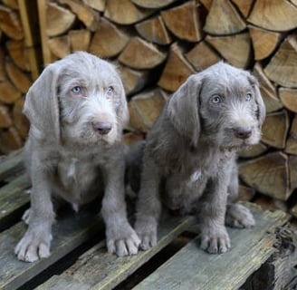 Slovakian Rough-Haired Pointer