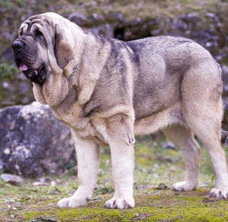 Spanish Mastiff